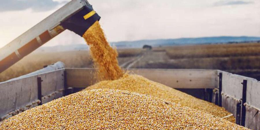El mercado de granos reajusta precios tras el reporte del USDA y se agilizan las ventas de maíz en Argentina