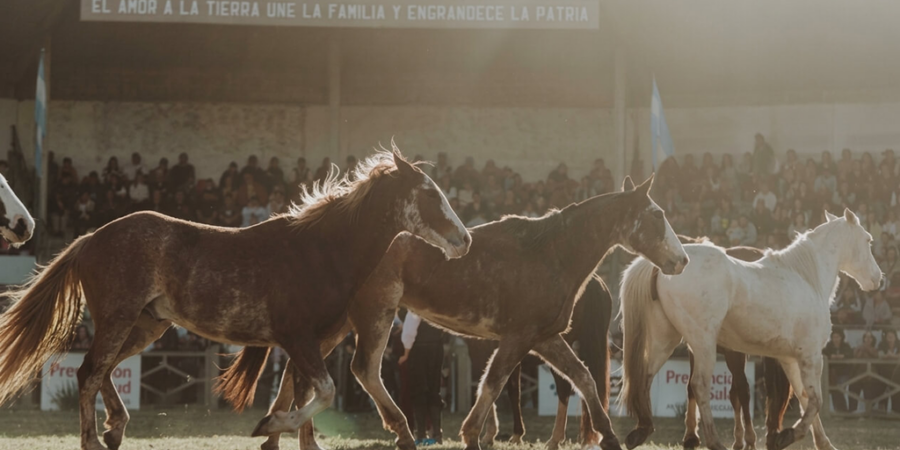 Exigirán microchip obligatorio para el traslado de caballos a partir de 2027